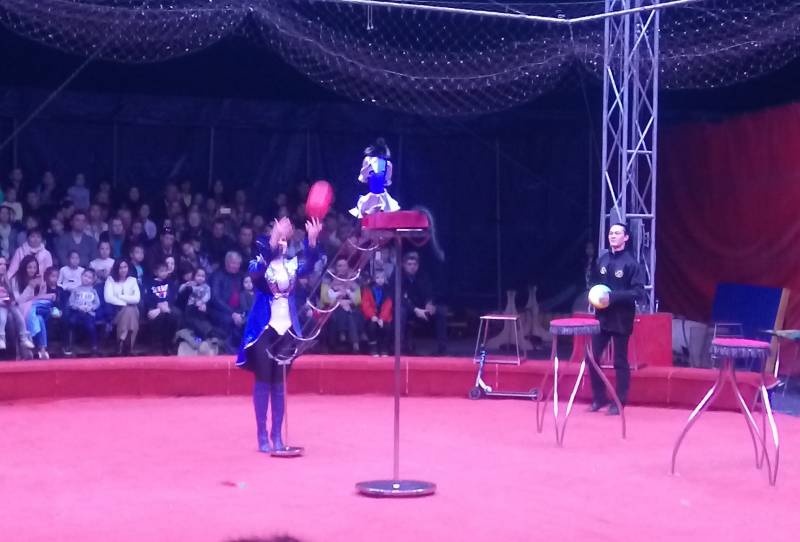 Цирк "Золотой Дракон"116473