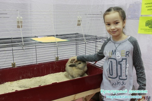 Выставка кроликов17903