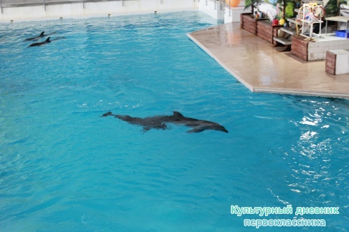 Дельфинарий17877