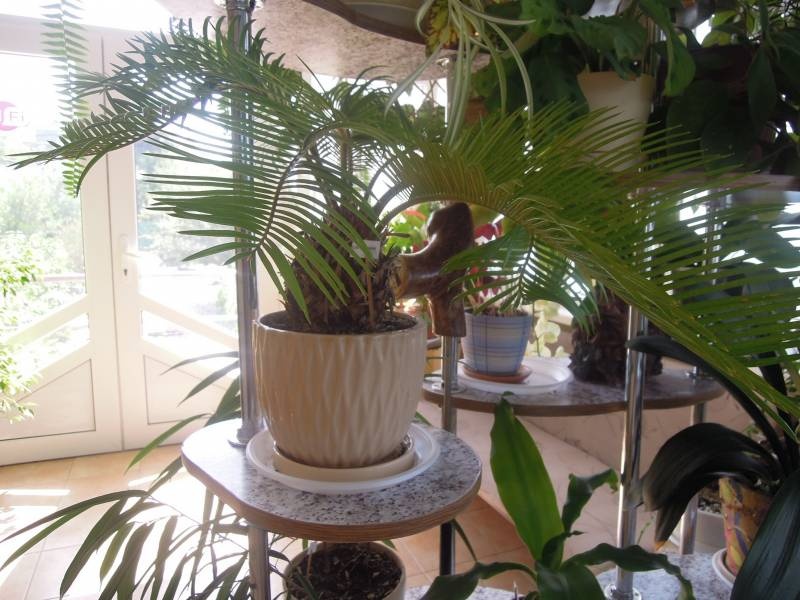DSCN0567.JPG