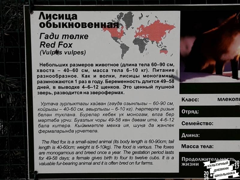 Лисица обыкновенная. Зооботанический сад.77153