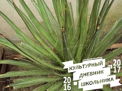Оранжерейные растения. Зооботанический сад. Казань.78290