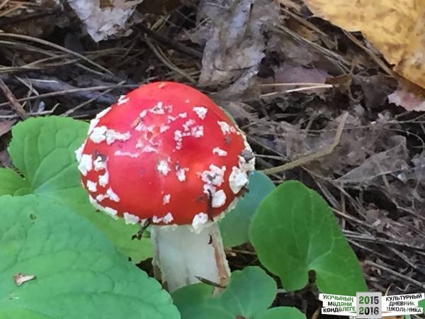 Изучение осенний природных явлений30851