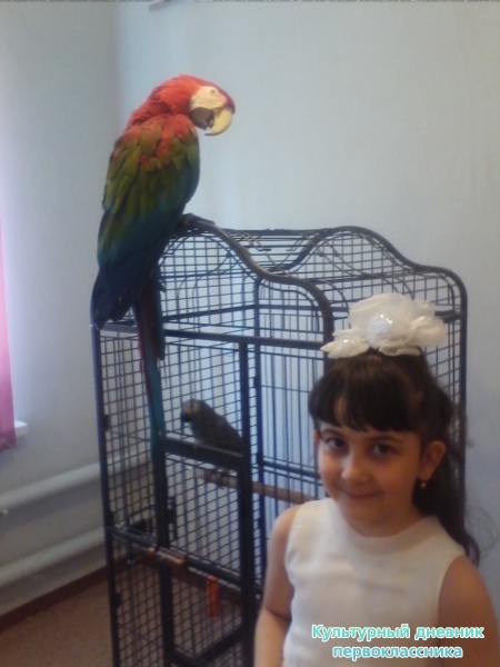 Маленький зоопарк29517