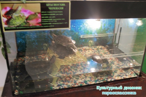 Мадагаскар выставка18129