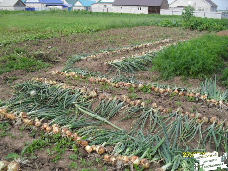 я и моя культурная команда собирает урожай76857