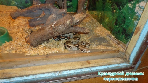 мое новогоднее посещение зоопарка18276