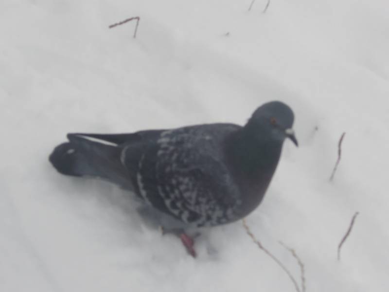 DSCN5285.JPG