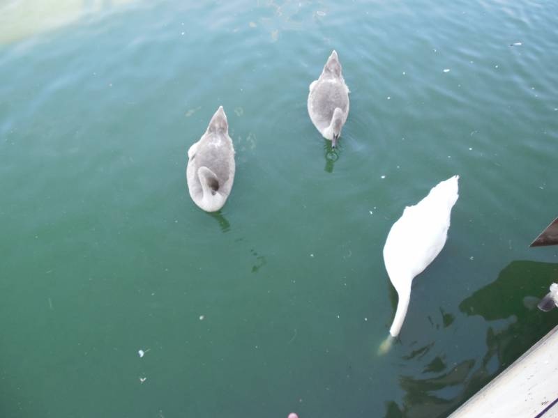 DSCN4586.JPG