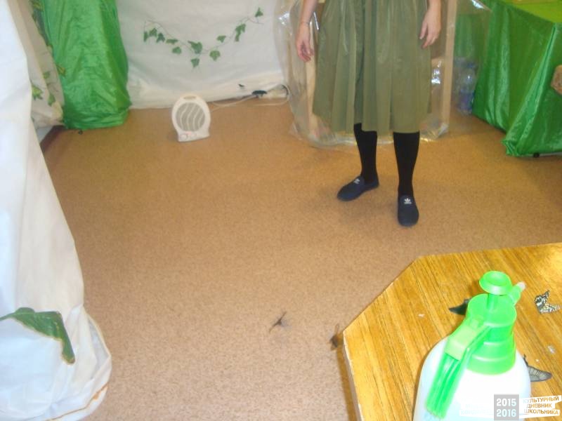 Живые тропические бабочки.49704