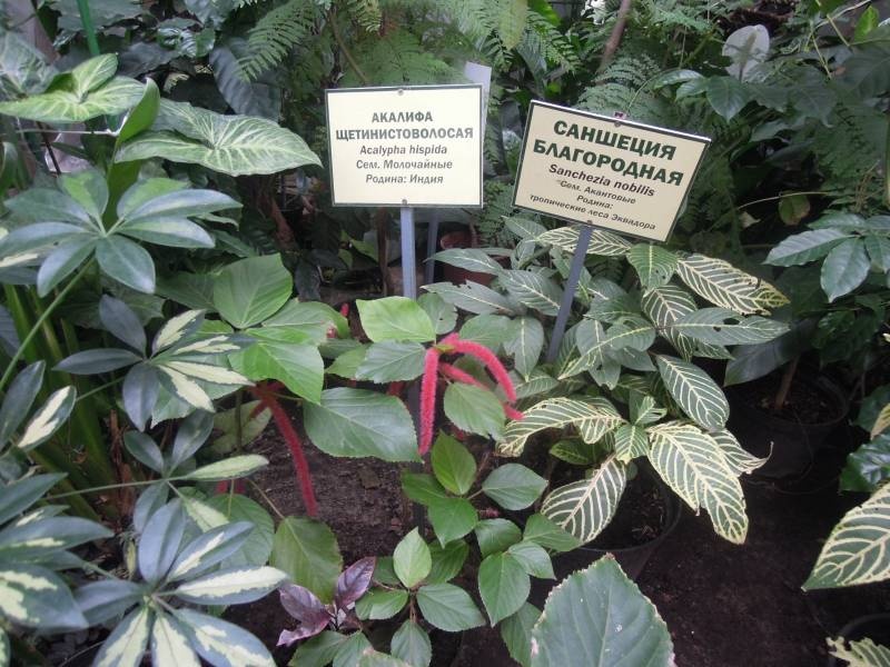 DSCN4788.JPG