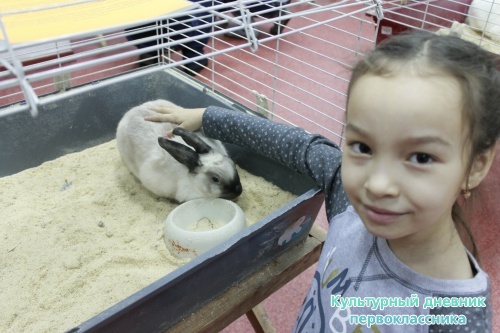 Выставка кроликов17909