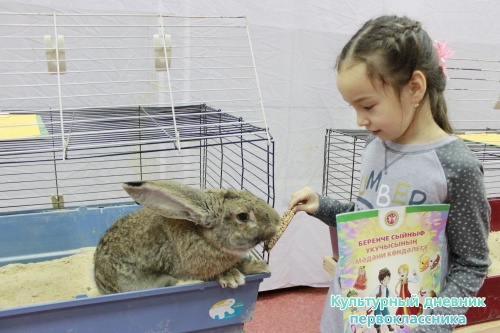 Выставка кроликов17905