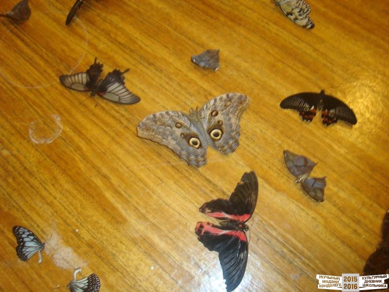 Живые тропические бабочки.49703