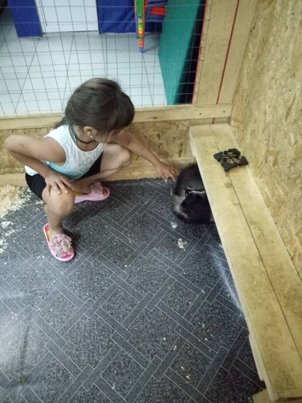 очаровательные зверюшки112520