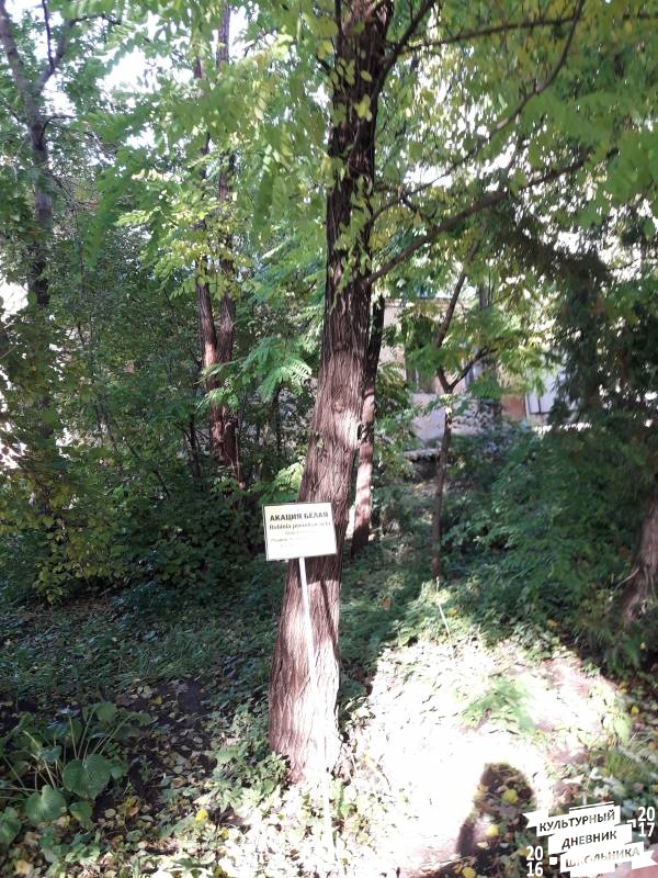 Растения открытого грунта. Зооботанический сад. казань.78281