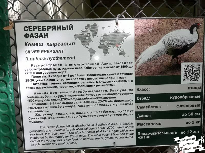 Фазаний ряд. Зооботанический сад. Казань.78208