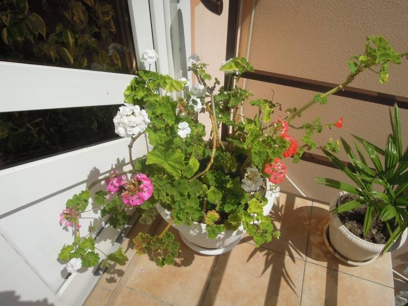DSCN0576.JPG