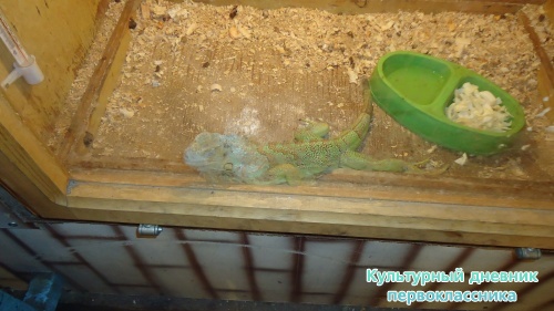 мое новогоднее посещение зоопарка18279