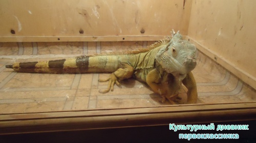 мое новогоднее посещение зоопарка18277