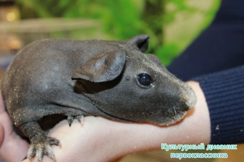 Мадагаскар выставка18104