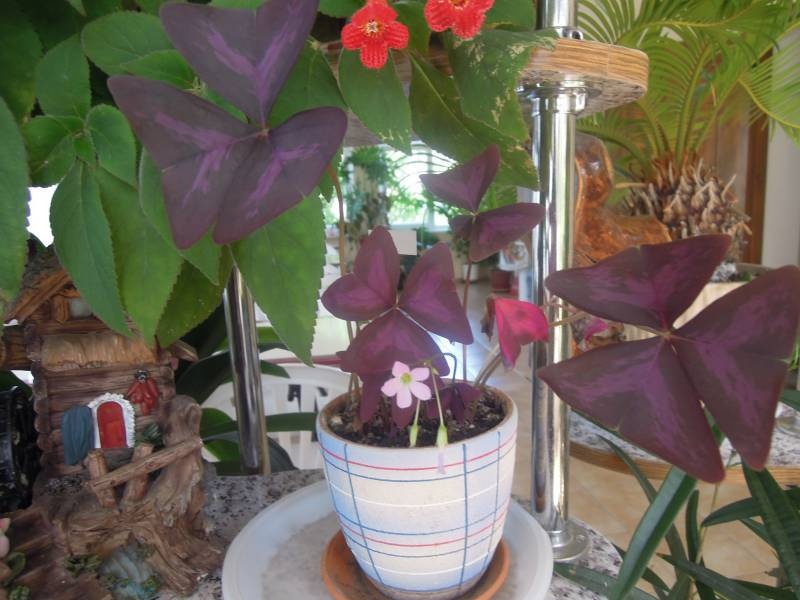 DSCN0565.JPG