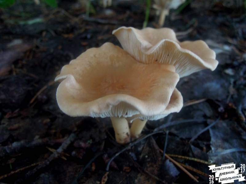 DSCN0327.JPG