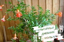 Оранжерейные растения. Зооботанический сад. Казань.78296