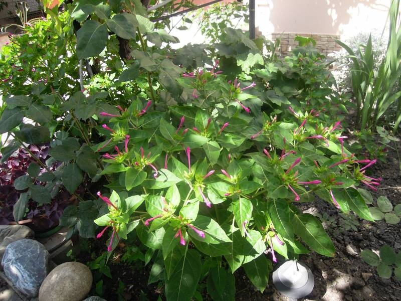 DSCN0547.JPG