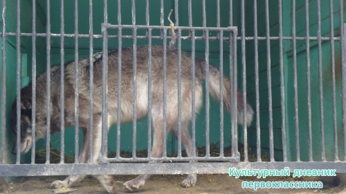 мое новогоднее посещение зоопарка18268