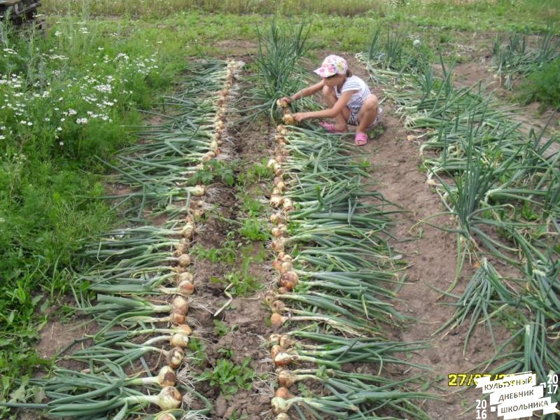я и моя культурная команда собирает урожай76851