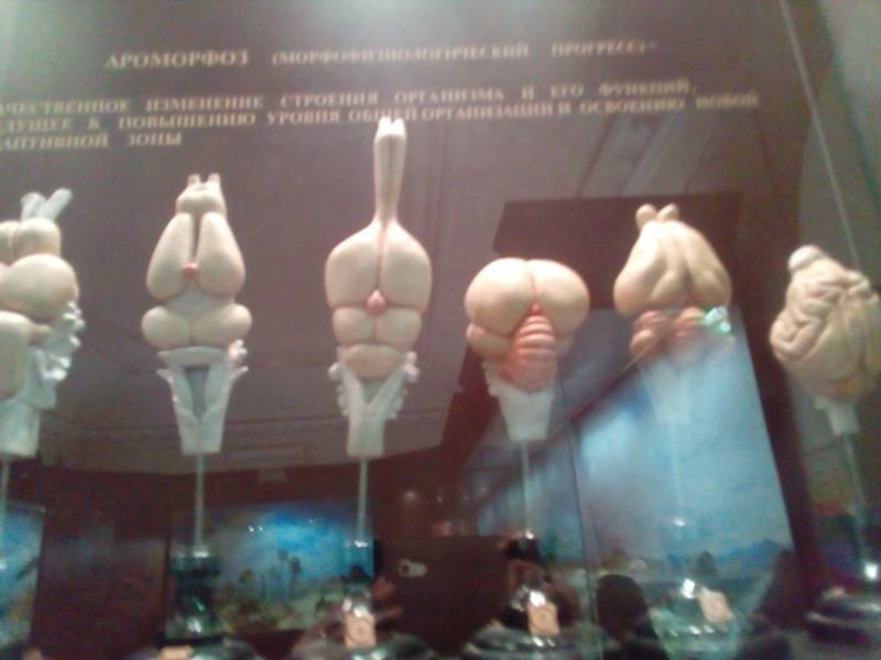 Биологический музей г. Москва 241