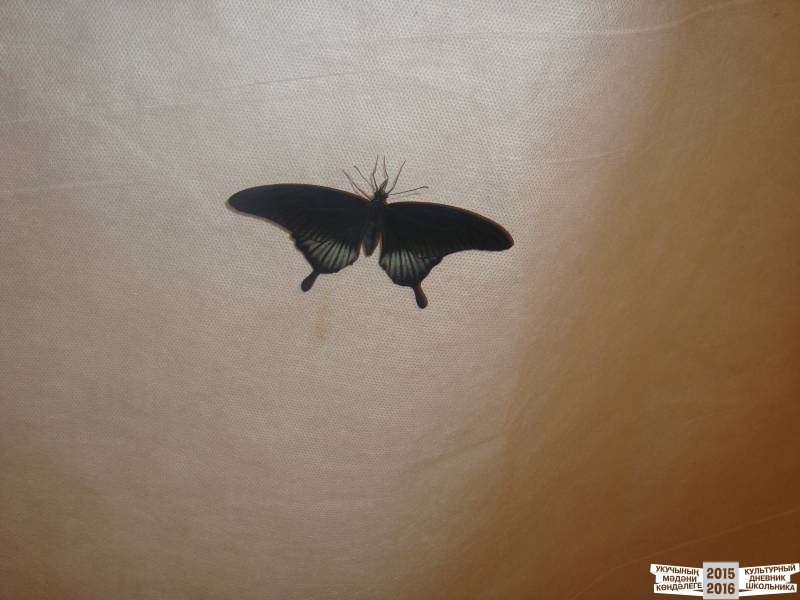 Живые тропические бабочки.49711