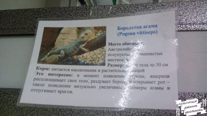 Бородатая агама84052
