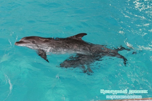 Дельфинарий17874