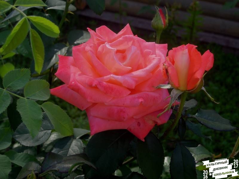 DSCN1501.JPG