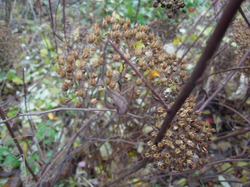 DSCN5053.JPG