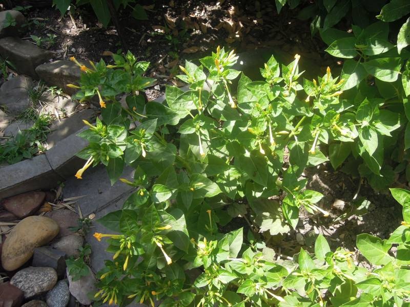 DSCN0536.JPG