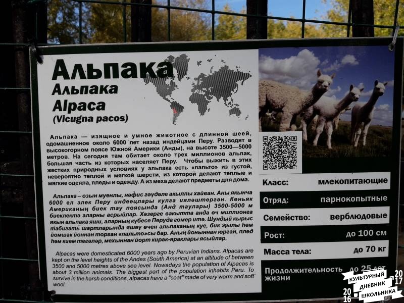Зооботанический сад. Альпака.77105