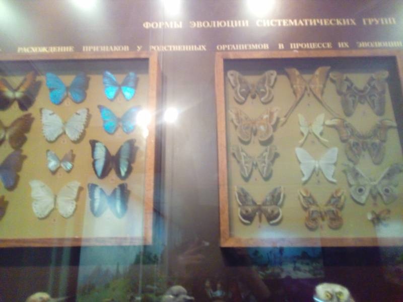 Биологический музей г. Москва 255