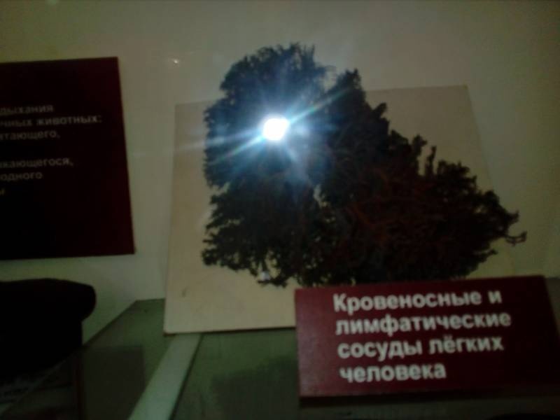 Биологический музей г. Москва 49