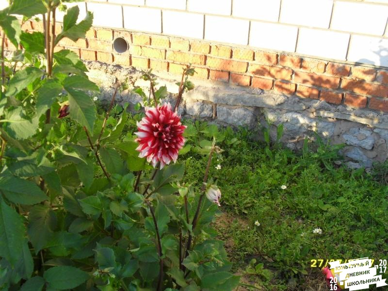 люблю лето82598