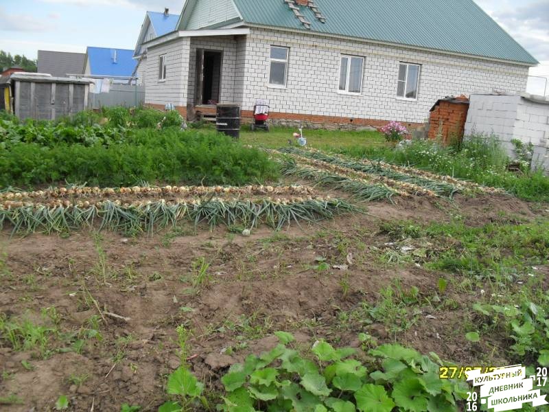 я и моя культурная команда собирает урожай76859
