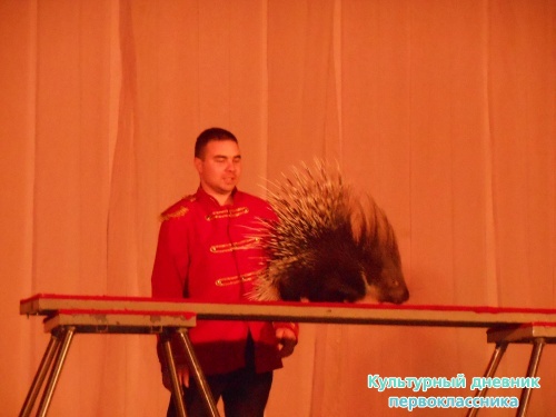 Цирк! "Сочи и Ко"9372