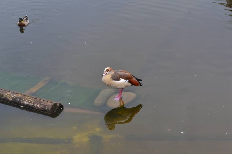 DSC_0644.JPG