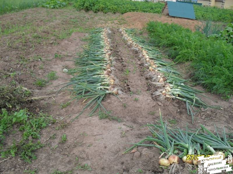 я и моя культурная команда собирает урожай76858