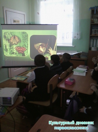 Тропик күбәләкләр
