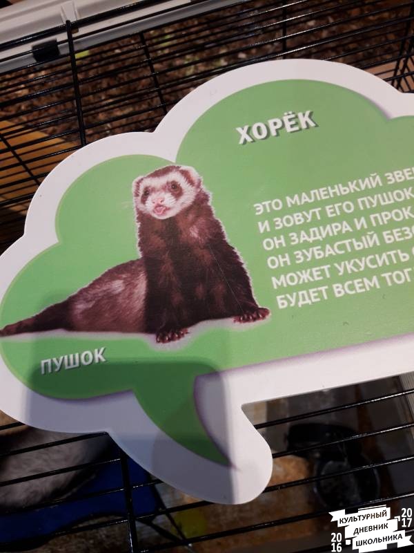 Контактный зоопарк. Казань.75611