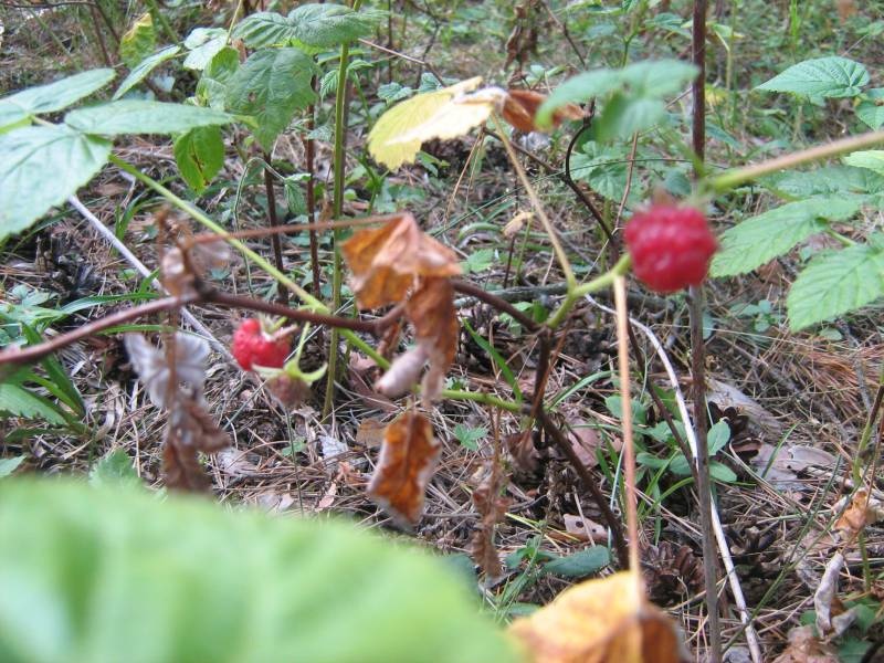 IMG_3716.JPG