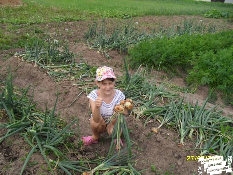 я и моя культурная команда собирает урожай76850